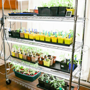 A shelving unit with grow lights and pots of seedlings