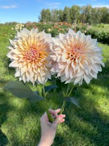 two pale peach dahlia flowers