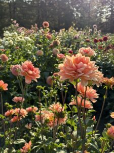 peach-coloured dahlias