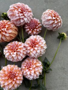 pink dahlia flowers