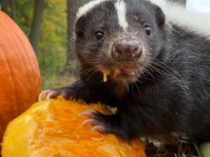 A striped skunk eating a pumpkin