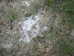 snow mould on grass