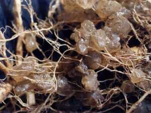 water retention crystals around roots.