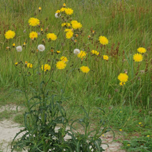 Sow thistle (Sonchus arvensis)