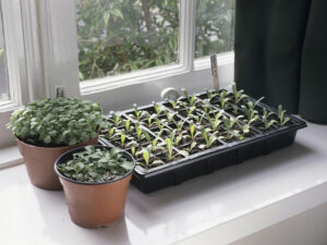 Seed tray on a windowsill