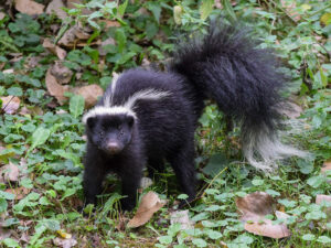 Striped Skunk (Mephitis mephitis)