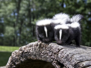 two baby striped skunks on a log