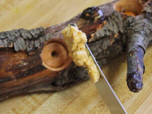 log suet feeder