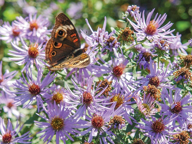Symphyotrichum laeve. a pretty purple wildflower
