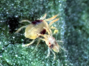 Tetranychus urticae - Two-Spotted Spider Mite