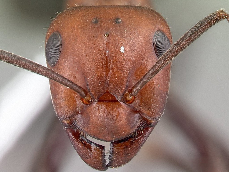 close up of the face of a thatching ant (formica obscuripes)