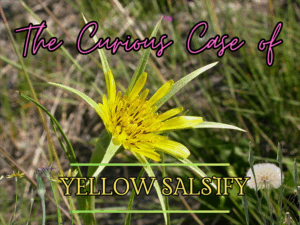 Yellow salsify (Tragopogon dubius)