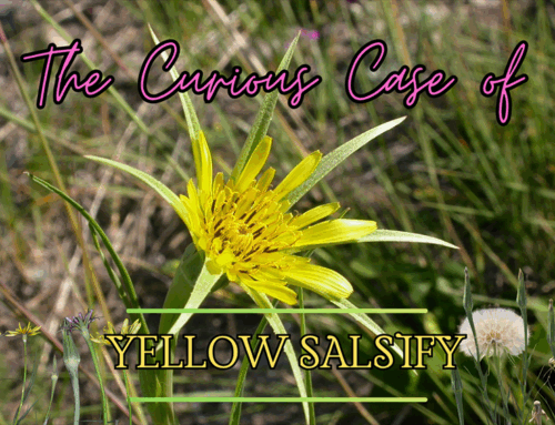 Yellow Salsify