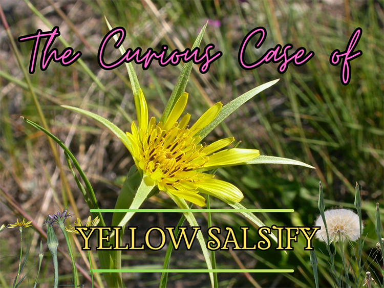 Yellow salsify (Tragopogon dubius)