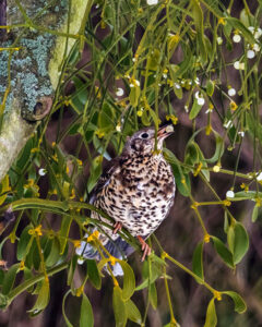 Mistle thrush