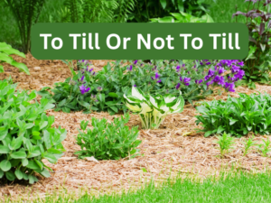 cover page for no-till article