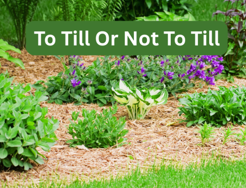 Till or No-Till?