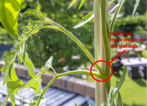 Photo showing the side-shoot to prune off an indeterminate tomato