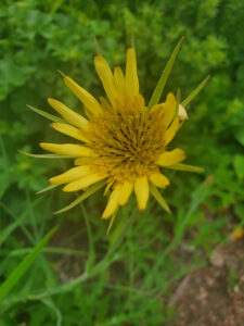 Yellow salsify (Tragopogon dubius)