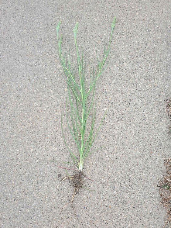 Yellow salsify (Tragopogon dubius) plant with roots