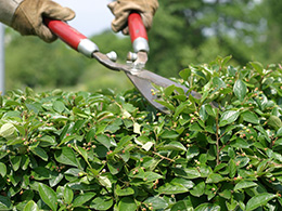 using hedge clippers to trip a cotoneaster hedge.