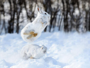Two White Snowshoe Hares Running and Jumping on Snow in Winter