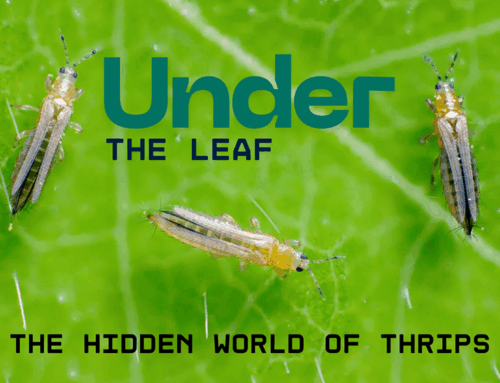 Hidden World of Thrips