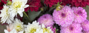 white, red, and mauve dahlia flowers