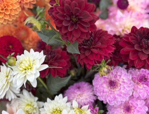Dahlias with Sawtooth Farm