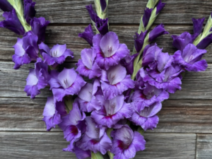 4 stems of purple gladiolus flowers