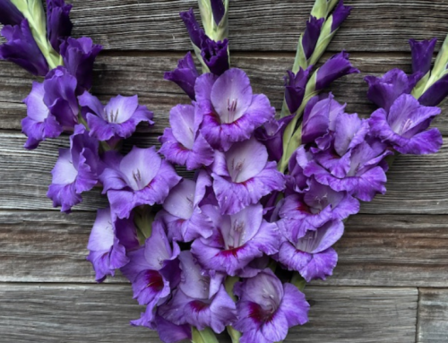 More About Glads