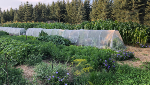 A no till garden with a long mesh-covered tunnel.