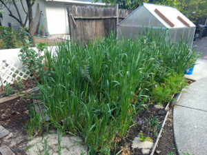 Oats in a garden in front of a greenhouse