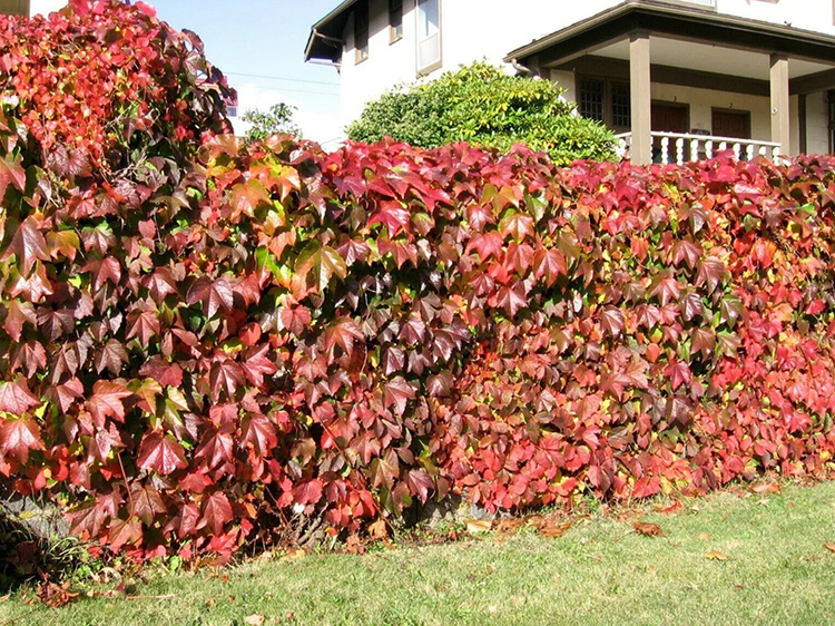 A fence covered with Virginia Creeper, in fall colours