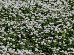 White clover flowers