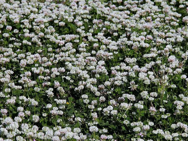 White Clover Trifolium repens White clover flowers