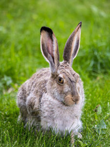 A white-tailed jackrabbit in summer