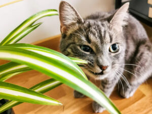A cat chewing on a spider plant.