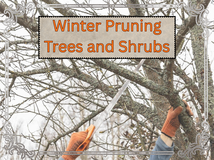 winter pruning trees and shrubs