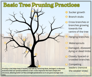 a diagram of basic tree pruning practices