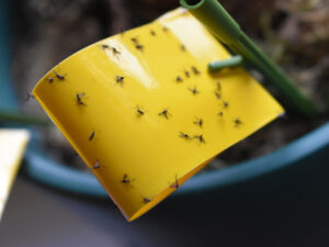 A yellow sticky trap for fungus gnats