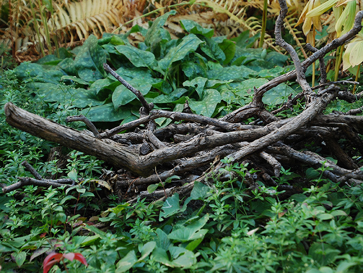 pile of branches in a perennial bed.