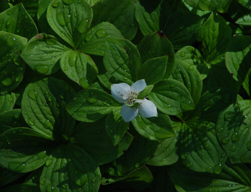 Go Wild With Native Plants