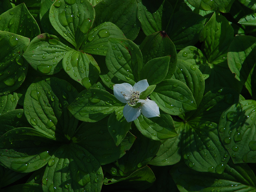 a patch of bunchberry with a single flower