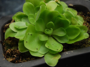 Butterwort plant with trapped fungus gnats stuck to it