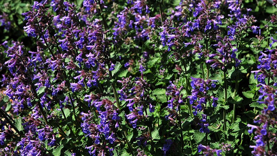 catmint