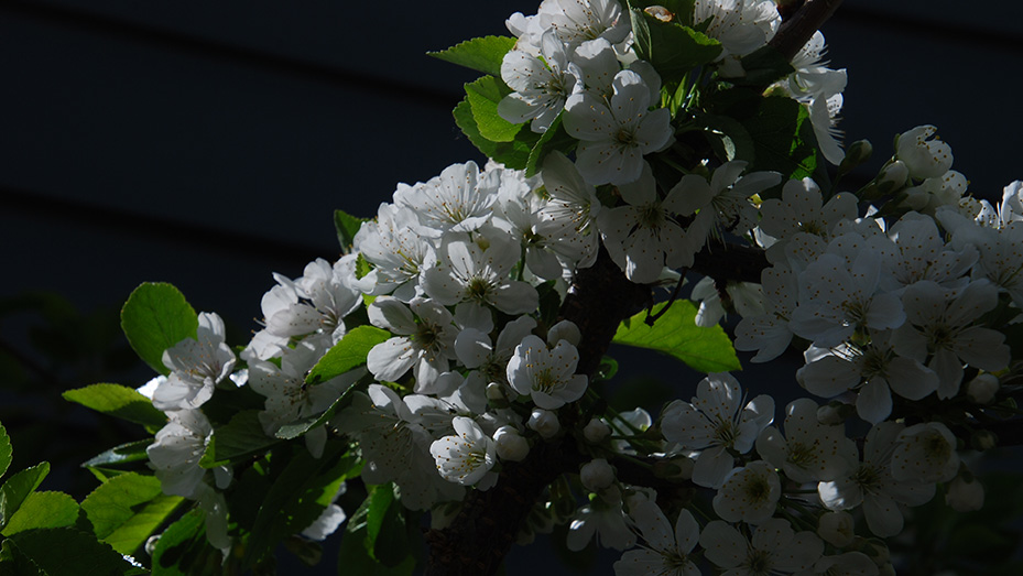 white cherry blossoms