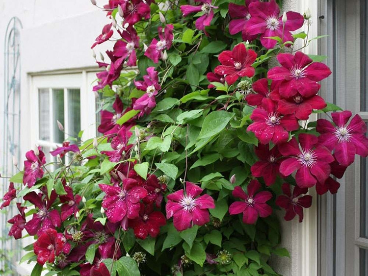 clematis rouge cardinal trained against the side of a house.