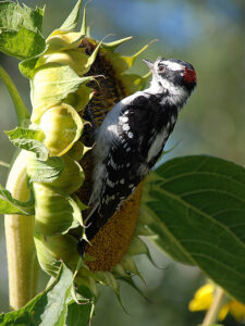 A downy woodpecker clinging to a sunflower