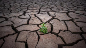 drought conditions - parched earth with one green plant
